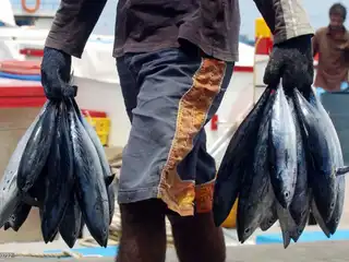 Fishermen’s hopes sinking in sea of uncertainty amid Muizzu's unfulfilled pledges