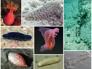 އެކި ބާވަތްތަކުގެ ހުއިފިލަނޑާ: ފުލުހުން ކުރިޔަށް ގެންދާ ނީލަމުގައި 8 ބާވަތެއްގެ ހުއިފިލަނޑާ ވިއްކުމަށް ވަނީ ހަމަޖެހިފަ