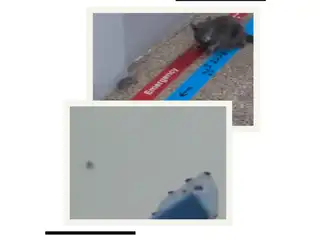 އައިޖީއެމްއެޗްގައި ބުޅަލާއި މެހި 