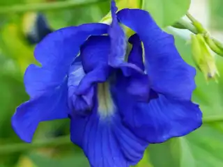 ނަންރީތި މާ