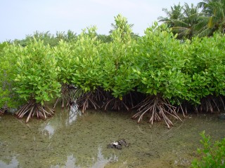 ކުޅުދުއްފުށީ ކުޅިއާ ގުޅޭ އެހެން ވާހަކައެއް 80 އަހަރުގެ މީހެއްގެ ދުލުން........