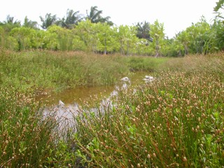Missing 33-yo woman found passed out in Kulhudhuffushi woodlands
