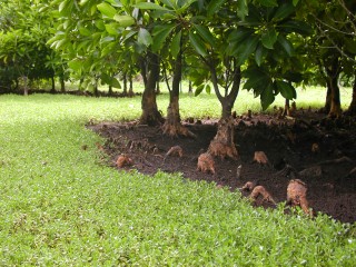 ކުޅުދުއްފުށީ އެއަރޕޯޓްގެ މަސައްކަތް ފެށުމަށް ހުއްދަ ދިނުމުގައި ސުވާލު އުފެދޭ ކަންތަކެއް!