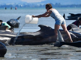 ނިއުޒިލޭންޑް ގޮނޑުދޮސަށް ލައްވި ބޮޑުމަސްތައް ފުންކޮށްފި