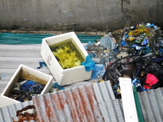 Over 500 tested positive for dengue: HPA