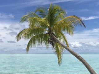 ދިވެހި ވެލީގައި ގައުމީ އިހްސާސްވޭ ހެއްޔެވެ؟