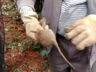 ވިހި އަހަރު ވަންދެން މީދާ މަސް ކޭ މީހާގެ ވާހަކަ