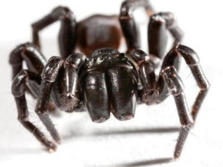 އެންމެ ވިހަގަދަ ފައިދިގު މަކުނުން ސްޓްރޯކަށް ފަރުވާ!