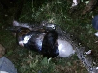 ގެއްލިގެން ހޯދި މީހާ ފެނުނީ ބޮޑު ހަރުފައެއްގެ ބަނޑުތެރެއިން 