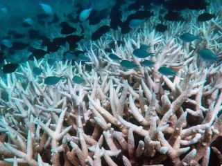 ބެރިއަރ ރީފްގެ ތިންބައިކުޅަ އެއްބައި މުރަކަ ހުދުވެއްޖެ:ސައިސްވެރިން