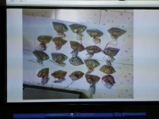 މަސްތުވާ ތަކެތި ކަމަށް ޝައްކު ކުރެވޭ އެއްޗެއް އަޅާފައި ހުރި ރަބަރު ޕެކެޓް ތަކެއ