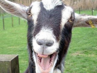 ބަކަރި ނުވަތަ ކަންބަޅިން ސްކޫލް ފީ ދެއްކޭ ގޮތް ޒިމްބާބުވޭގައި ހަދައިފި