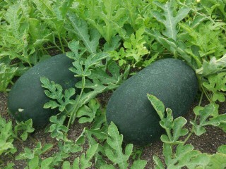 ރަމަޟާން މަހުގެ ފަހު ދިހަައެއްގައި ތޮއްޑޫގެ ކަރާ ނުލިބޭނެ: ކައުންސިލް