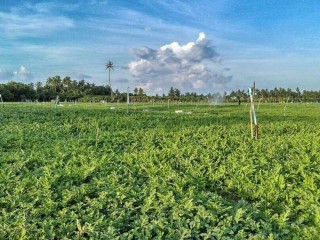 ވިއްސާރައާއި ފަނީގެ އަސަރުކޮށްގެން ތޮއްޑޫގެ 85 އިންސައްތަ ދަނޑު ހަލާކުވެއްޖެ