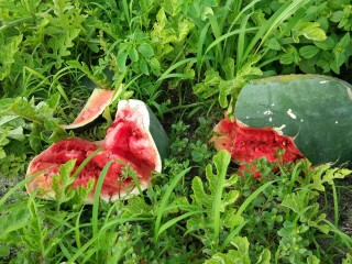Alif Alif Thoddoo aims to bring 300 tonnes of watermelons to Malé this Ramadan: Thoddoo Council