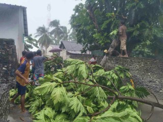 އުލިގަމު މަގުމައްޗަށް ބޯދު ގަހެއްް ވެއްޓިފައި 