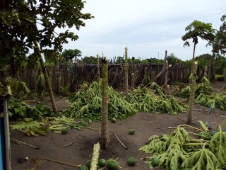 ކޮޅިގަނޑުގައި ވައިކަރަދޫގެ ދަނޑުތައް ހަލާކުވެއްޖެ