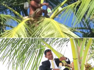  ހުސްގަޔާ ރުކަށް އަރާއޮތް ރާވެރިބެ ކޯޓް ފަޓްލޫނުގައި ކައުންސިލަށް!