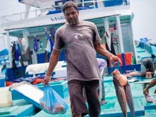 ފަރުމަސް ބާވަތްތައް ގިނަ، އަގުތައް ދަށަށް!