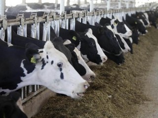 ގެރިކިރު ހުސްވާތީ ވިޔަފާރިވެރިޔަކު 4000 ގެރި މަތިންދާބޯޓުގައި ގަތަރަށް ގެންދަނީ