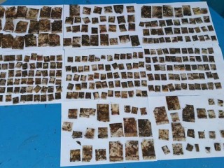 ރާއްޖެއިން ފެނިފައިވާ ބައެއް މަސްތުވާތަކެތި:-