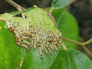 އިންތިހާއަށް ހުވަނި އިތުރުވެ، ވޭމަންޑޫ ރައްޔިތުންގެ އާންމު ދިރިއުޅަމަށް އުނދަގޫތަކެއް!