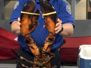 ބަރުދަނުގައި 9 ކިލޯހުރި ދިރޭ އިއްސެއް ލަގެޖެއްގެ ތެރެއިން ނަގައިފި