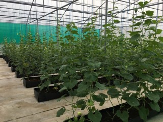 ފިޝަރީޒް އެންޑް އެގްރިކަލްޗަރަލް ޑައިވަރސިފިކޭޝަން ޕްރޮގްރާމްގެ މުއްދަތު އިތުރުކޮށްފި 