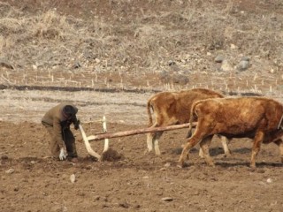 2001 ގެ ފަހުން އެންމެ ބޮޑު ހަނަފަސްކަން އުތުރު ކޮރެއާ އަށް ކުރިމަތިވެއްޖެ 