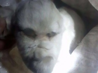 އާޖެންޓީނާއަށް އުފަންވި ބަކަރިއެއް އެންމެން ބިރުގަންނަވާލައިފި!