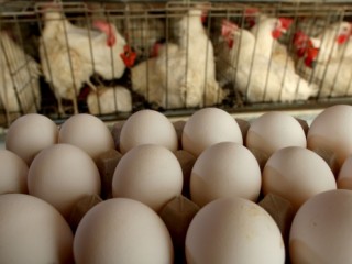 ރާއްޖެ އެތެރެކުރާ ބިސް އެމްއެފްޑީއޭއިން މޮނީޓަރ ކުރަން ފަށައިފި