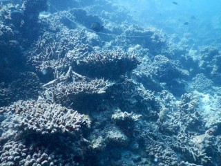 ފަޅު ހިއްކުމުގެ ނޭދެވޭ އަސަރުކޮށް ފަރުތައް އެއްކޮށް މަރުވެދާނެ ކަމުގެ ބިރު!