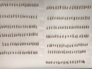 ހިންނަވަރުގައި ޓީވީއެއްގެ ތެރެއިން މަސްތުވާތަކެތި ހޯދައިފި