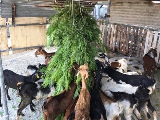 އުލްހިޔާ ކަތިލުން މިފަހަރު ސިނާއީ ސަރަހައްދުގައި!