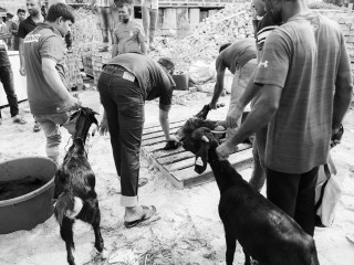 އުލްހިޔާގެ ގޮތުގައި މާލޭގައި މިފަހަރު ގާތްގަނޑަކަށް 500 ބަކަރި ކަތިލައިފި 