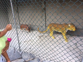 ކުޑަކުދިންގެ ބަގީޗާ ގައި "ޖަނަވާރުތައް" ކަމަށް ބުނެ ބެހެއްޓި ތަކެތި މީހުންގެ މަލާމާތަށް ފަހު ކޮށިން ނެރެފި 