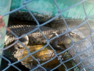 ކުޑަކުދިންގެ ބަގީޗާގައި އޮތް ކިނބުލަށް ހެދި ގޮތް އެނގޭތަ؟