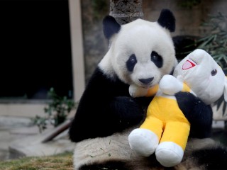 އެންމެ ދުވަސްވީ ޕެންޑާ، ބާސީ މަރުވެއްޖެ