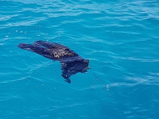 Dead body found afloat near Hulhudheli of Dhaalu atoll