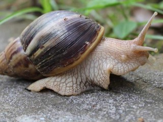 ގަސްތަކަށް ގެއްލުންދޭ ފިނިހަކަތަކެއް ވާދޫއިން ފެނިއްޖެ