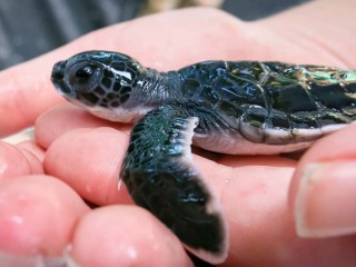 ކުޑަ ވެލައެއް: ވެލާ، ކަހަނބުގެ ހުރިހާ ބާވަތެއް ހިމާޔަތް ކުރެވިފައިވާ ކަމަށް ވަނީ ކަނޑައަޅާފައި