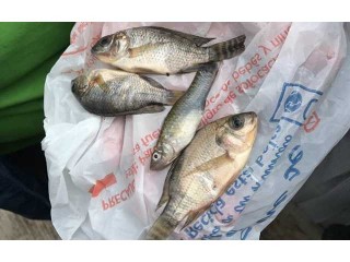 ތުނި ވާރޭ އާއެކު މެކްސިކޯއަށް އުޑުން މަސް ތަކެއް ވެހިއްޖެ