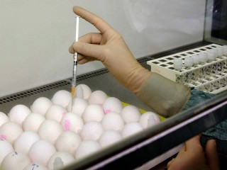 ޖަޕާނު ސައިންޓިސްޓުން ހާލުގެ ދަރިފަނި މޮޑިފައިކޮށްގެން ކެންސަރަށް ބޭސް އުފައްދަނީ