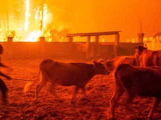 ޕޯޗުގަލްއާއި ސްޕެއިންގައި ރޯވެފައިވާ އަލިފާނުގައި މަރުވި މީހުންގެ އަދަދު 31 އަށް