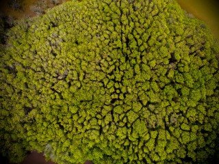 Mangrove in Kulhudhuffushi island; nine out of 12 hectares are to be reclaimed to create an airport in the island 