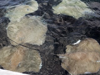 ނަރު ނަގޫ މަޑި (ސްޓިންގް ރޭ) ތަކެއް