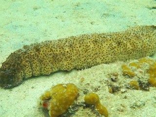 އިސްދޫގައި ހުއިފިލަނޑާ ބޮޑުކުރުމުގެ މަސައްކަތް ފަށައިފި 