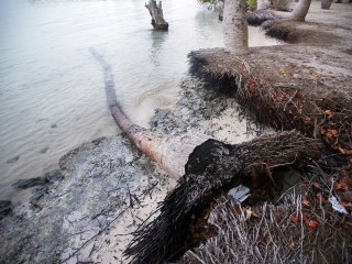 ރަށްގިރުން