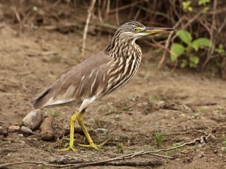 ހިމާޔަތްކޮށްފައިވައިވާ ދޫންޏެއްކަމަށްވާ އިންޑިއަން ޕޮންޑް ހެރޮން. މިއީ ކުޅުދުއްފުށީ ކުޅީ ސަރަހައްދުން ފެންނަ ދޫންޏެއް.