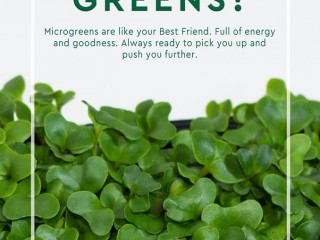 ހެބިޓަސް ފްރެޝްގެ ނަމުގައި ފަތުގެ ބާވަތްތައް ވިއްކާ ފިހާރައެއް ހުޅުވައިފި